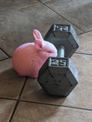 feralflopsy