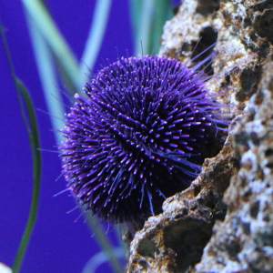 urchin
