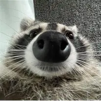 Roxccoon's Store-Hi there, and thanks for looking at my little store! Enjoy looking at the mix of things I have to offer and I hope you find something you can enjoy as much as I do designing these! ^^
