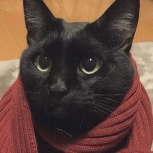 Felinou___
