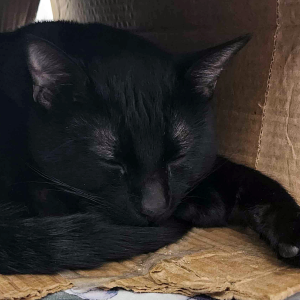 Alexyel Fowler