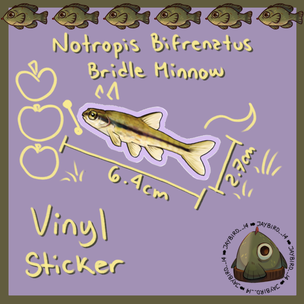 Notropis bifrenatus Vinyl Sticker