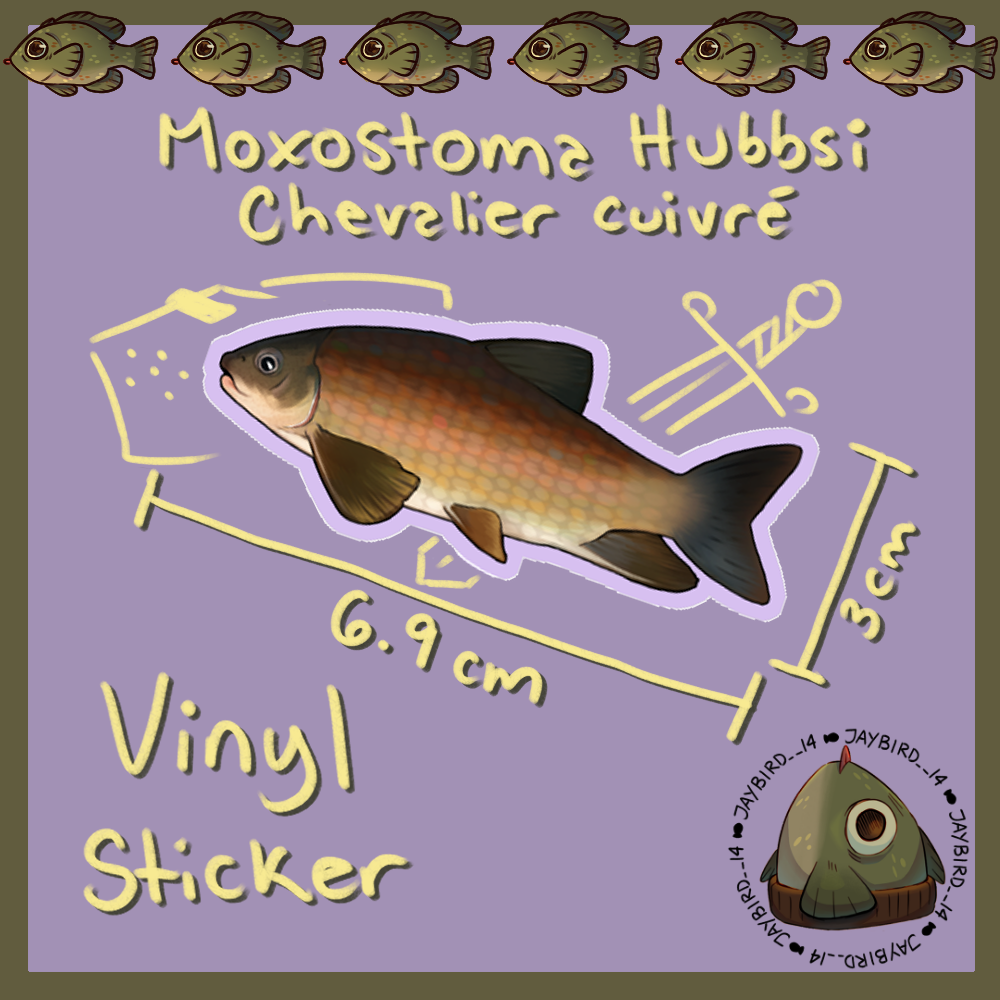 Moxostoma hubbsi Vinyl Sticker