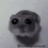 meowmeowmeowmeowmeow
