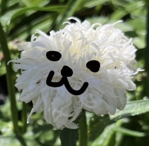 Perennimal