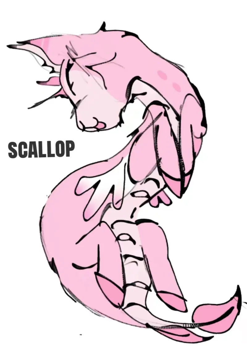 Scallop