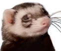 shopAvatar
