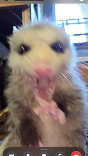 Rabid-Possum