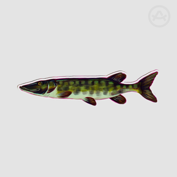 Pike PET Plastic Bookmarks