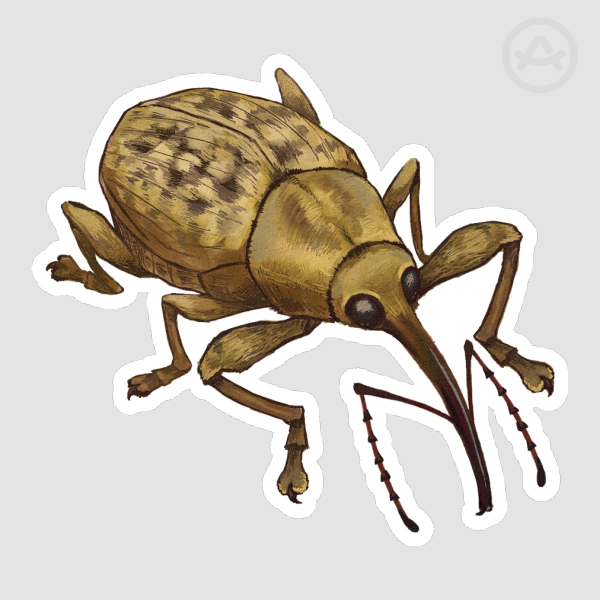 Greater Chestnut Weevil Sticker
