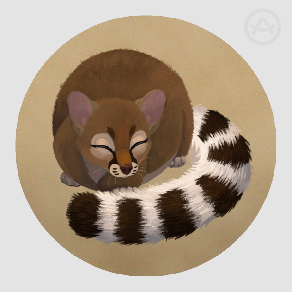 Ring-tailed cat | Die Cut Stickers