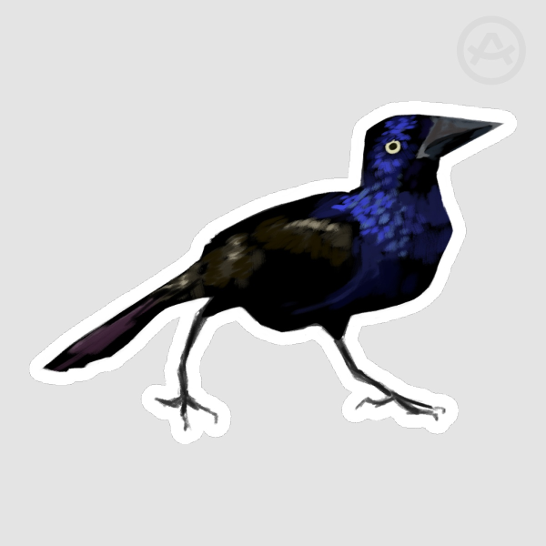 Grackle Sticker (1)