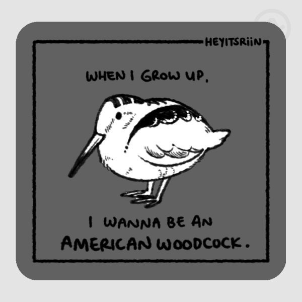 American Woodcock | "Timberdoodle" | "Bogsucker" | Scolopax minor