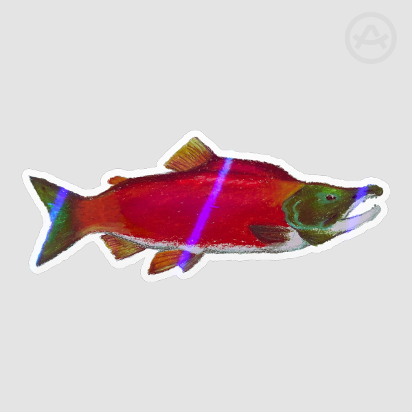 Sockeye salmon sticker