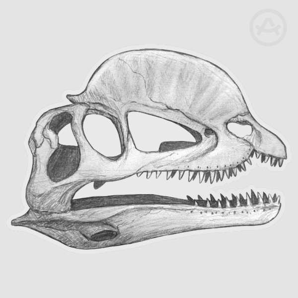 Dilophosaurus skull -63x47mm Clear Sticker