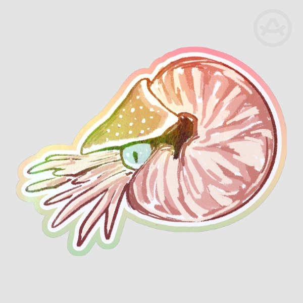 Rainbow Nautilus