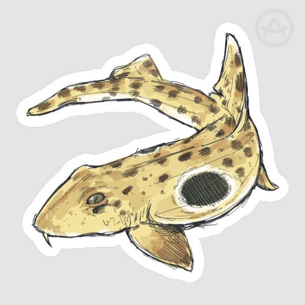 Epaulette Shark