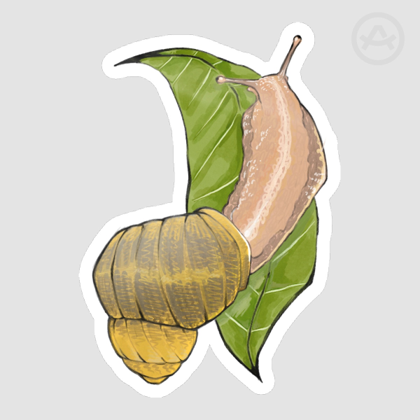 Garden Snail