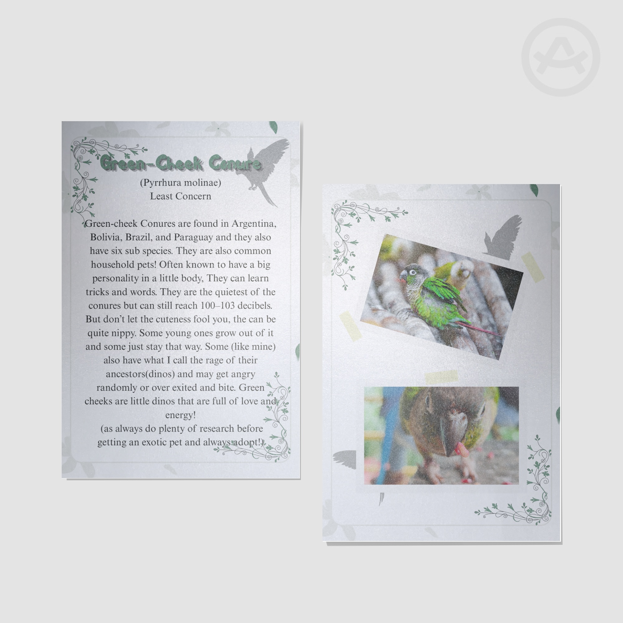 Green-Cheek Conure Fact Sheet