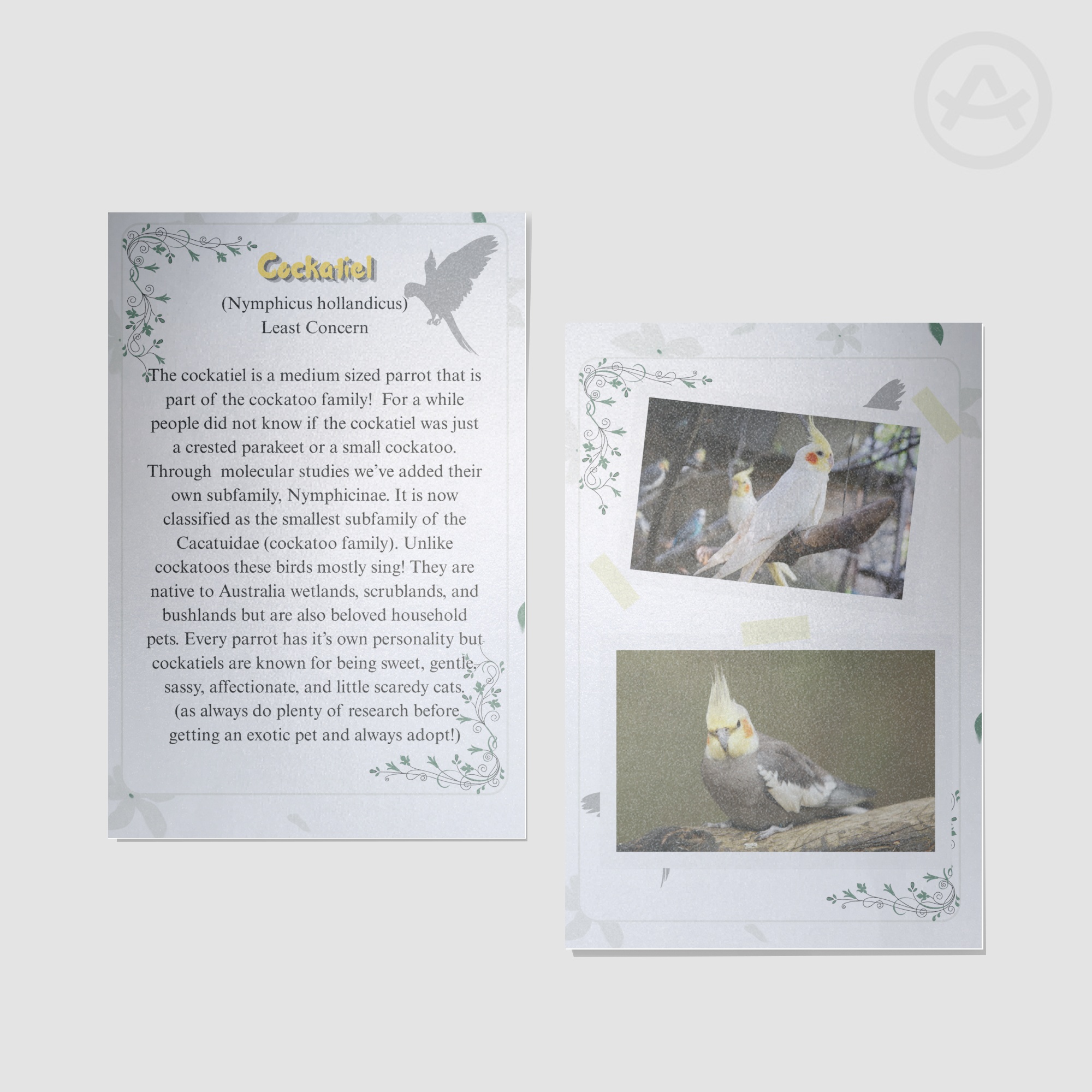 Cockatiel Fact Sheet