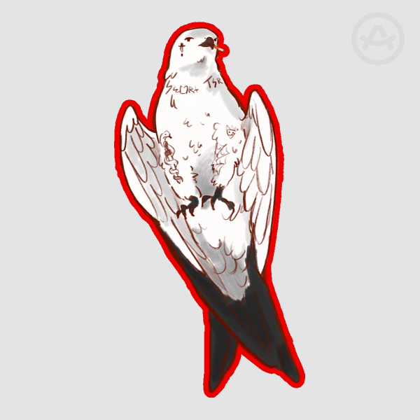 Swallow-tailed kite Luke