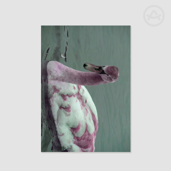 Young Swan Poster