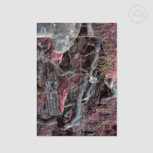 Pink Tree Roots Poster