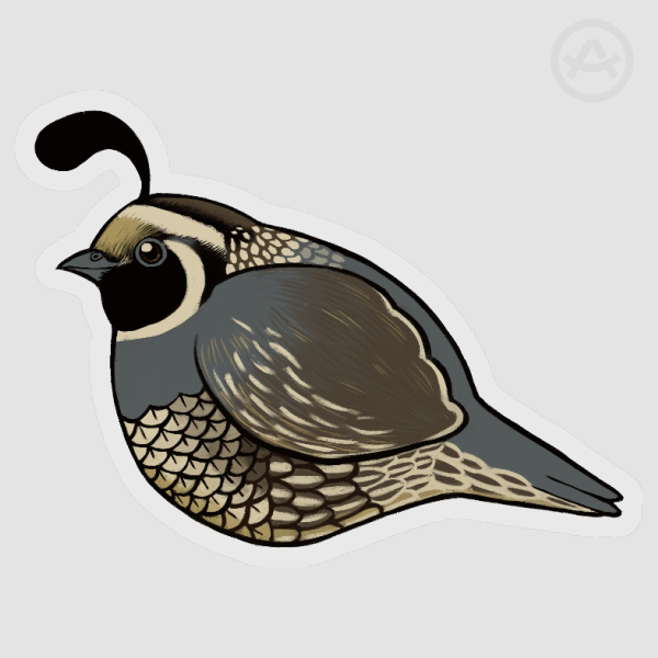 California Quail - Clear PET Vinyl Sticker