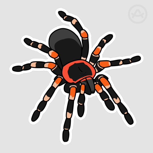 Mexican Redknee Tarantula Sticker