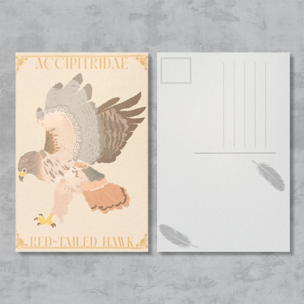 Red-Tailed Hawk Postcard