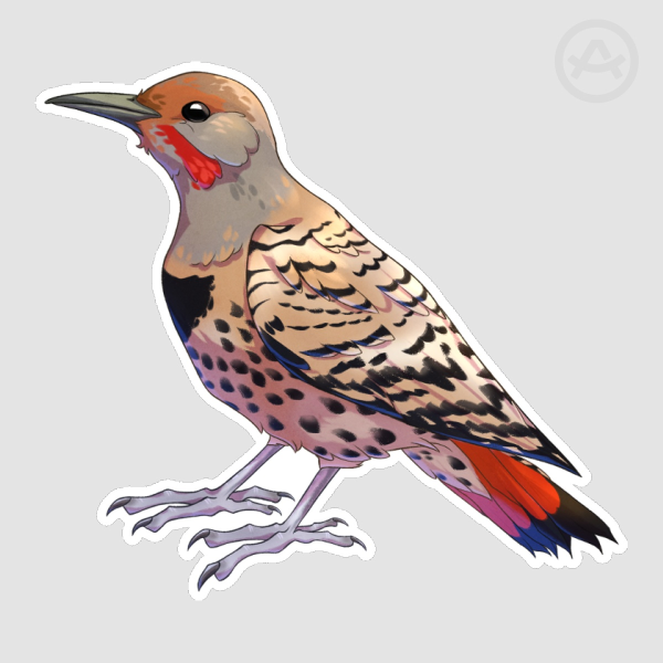 Red-Shafted Northern Flicker Sticker