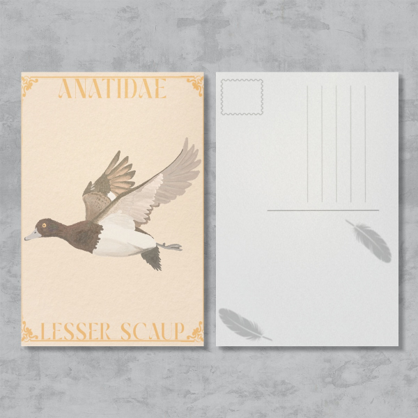 Lesser Scaup Postcard