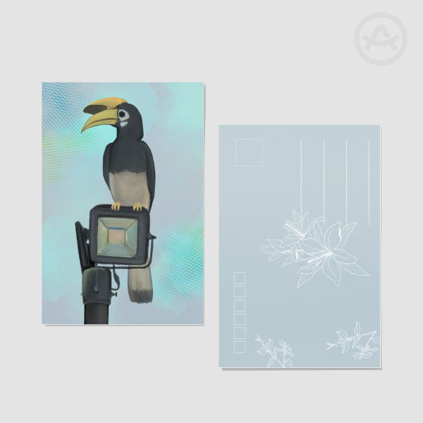 Oriental Pied Hornbill Postcards