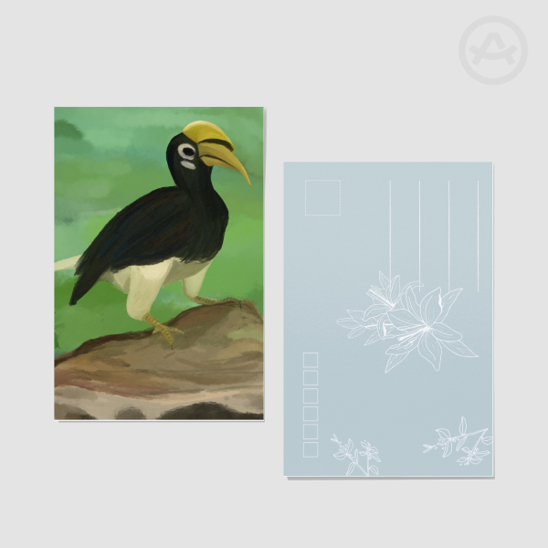 Oriental Pied Hornbill Postcards