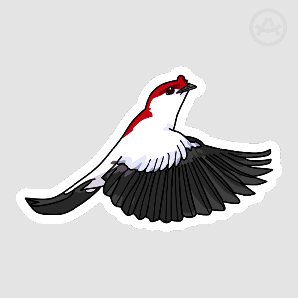 Male Araripe Manakin Sticker