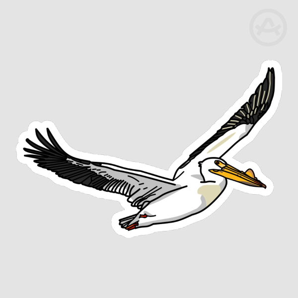 Male American White Pelican Sticker