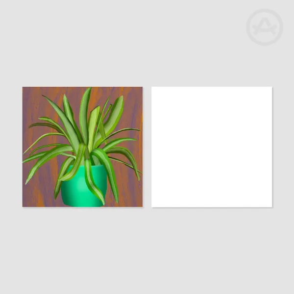 Spider Plant