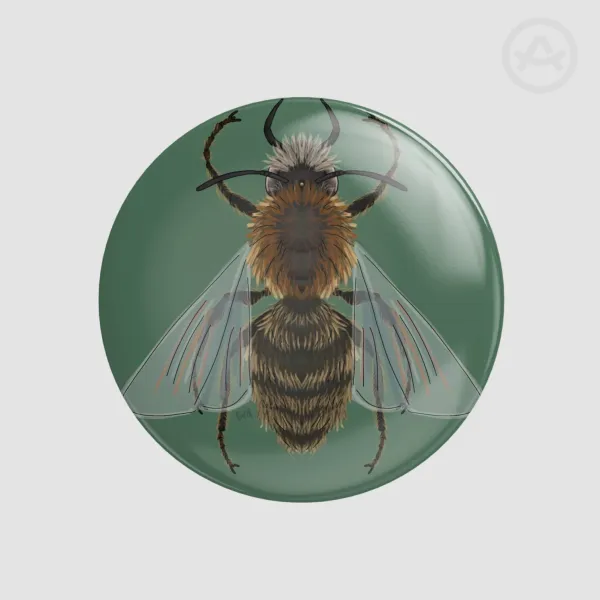 Tawny mining bee pin, male.
