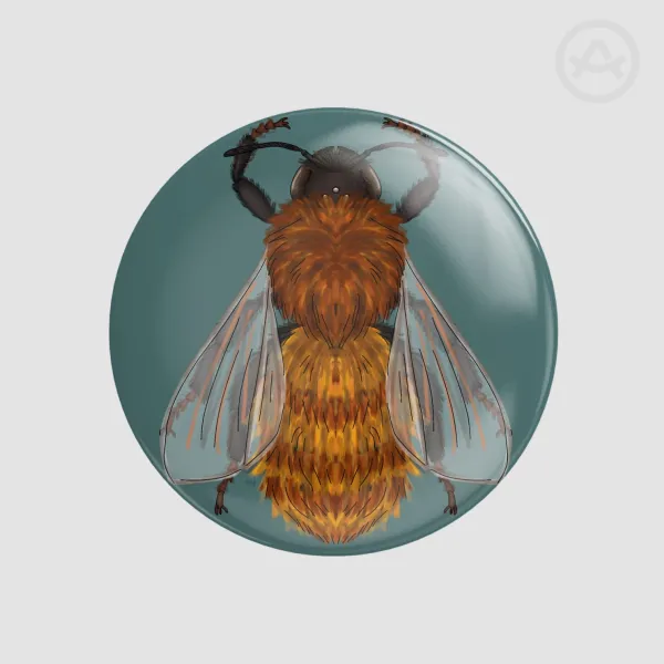 Tawny mining bee pin, female.