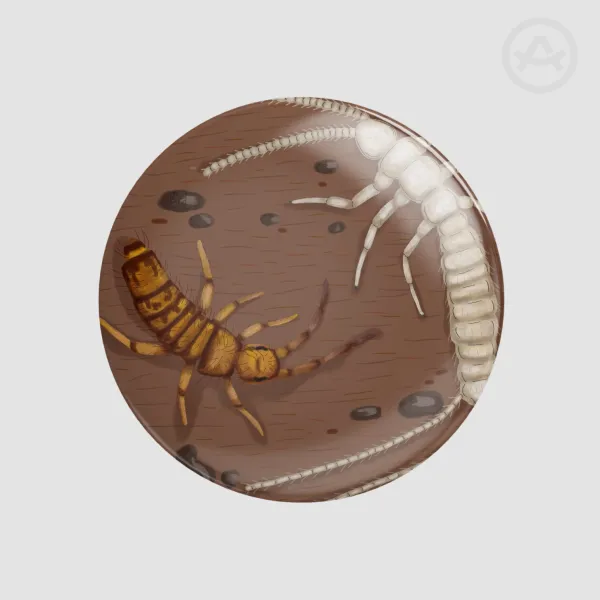 Springtail + Diplura pin