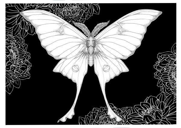 luna moth print!