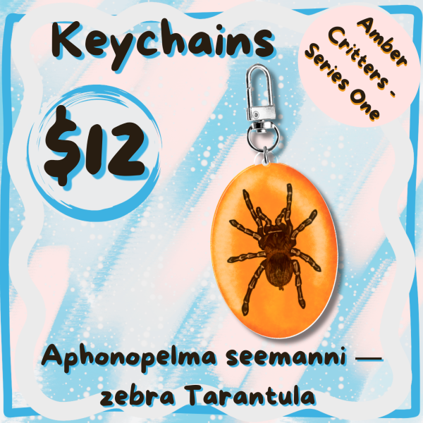 Aphonopelma Seemanni, Zebra Tarantula - Amber Critters Keychains