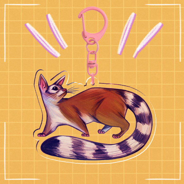 Cacomixtle / Ringtail