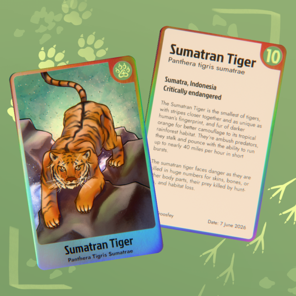 Endangered Animals Collab - Sumatran Tiger Photocard 10