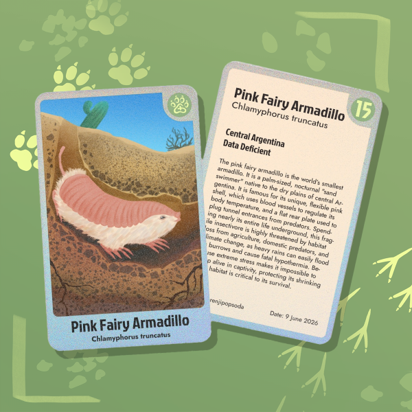 Pink Fairy Armadillo - Endangered Animals Collab Photocard