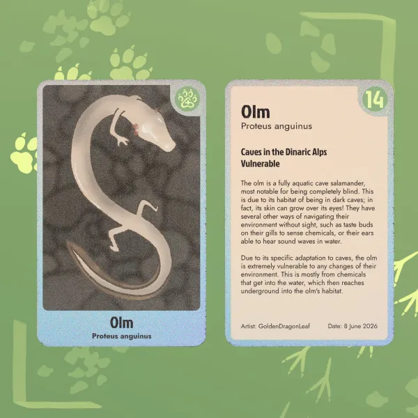 [Animals] Olm ~ Holographic Photocard